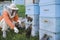 Beekeeper Tending Beehives