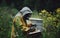 A beekeeper tends to a beehive in a raincoat during a drizzly day, surrounded by the vibrant hues of wildflowers. The