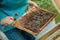 beekeeper with tool for pushing the frames in hands holds frame with old dark honeycombs and sealed bee brood. Work on apiary