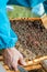 beekeeper with tool for pushing the frames in hands holds frame with old dark honeycombs and sealed bee brood. Work on apiary