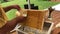 Beekeeper uncapping honeycomb with special beekeeping fork.