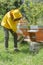 A beekeeper uses a smoker at the hive`s entrance to calm bees before the inspection