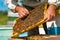 Beekeeper is working with bees and beehives on the apiary. Frames of a bee hive. Beekeeping. Honey