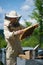 Beekeeper working collect honey. Apiary. Beekeeping concept.