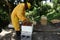 a beekeeper working at a small apiary in the southern Caribbean