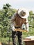 The beekeeper works with bees, frames and hives. The hives stand in the apple orchard