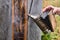 Beekeeper works with a hive of a traditional shape - bee gum - using a smoker