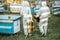 Beekeepers on the apiary