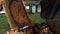 Beekeepers inspect a beehive, slow motion