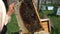 Beekeepers inspect a beehive, slow motion