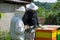 Beekeepers inspecting bee hives in apiary on sunny spring day