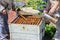 Beekeepers open the beehive