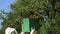 Beekeepers putting swarmed bees in a green hive