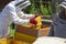 Beekeepers work on apiaries with hives in special protective clothing