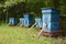 Beekeeping or apiculture: bee farm with a lot of wooden honey bee hives are placed in the clearing of the wood, in the meadow