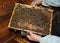 Beekeeping or apiculture: an experienced beekeeper without protective gloves is observing a bee wax frame with honeycombs and