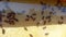 Beekeeping. Bee farm. Vital activity of live bees in a bee frame on honeycombs.