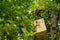 Beekeeping. Beekeeper collecting escaped bees swarm from a tree. Apiary background.