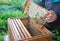 Beekeeping. Beekeeper holding with his hands frame of honeycomb from beehive with working honey bees.