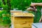 Beekeeping beekeeper treats the hives with smoke before checking the condition of the bee family