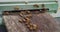 Beekeeping. Bees fly in and out of a wooden hive in the apiary. Close-up of the entrance to the hive