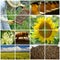 Beekeeping collage