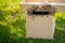 Beekeeping. Collecting escaped bees swarm from a tree. Apiary background. A swarm of European honey bees being collected.