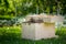 Beekeeping. Collecting escaped bees swarm from a tree. Apiary background. A swarm of European honey bees being collected.