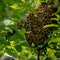 Beekeeping. Escaped bees swarm nesting on a tree. Apiary background. A swarm of European honey bees clinging to a tree.