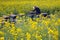 Beekeeping farm in the mustard fields.