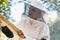 Beekeeping, frame and honeycomb inspection from a beekeeper, sustainable food or natural farming. Nature, sustainability