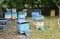 Beekeeping: a large colorful apiary, honey farm with beehives of honey bees in the garden, orchard, near the forest