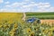 Beekeeping in sunflower field