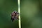 Beelzebub Bee-killer Robber Fly Eating Honeybee