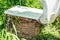 The beemaster checking the old wooden beehive