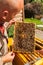 Beemaster holding bees on honeycomb