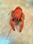 Beer, boiled crawfish with lemon and rosemary. Shallow dof