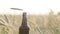 Beer foam drains from a dark, vintage, wet bottle into the field against a background of barley or wheat