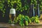 Beer and hop plant. Still life with beer and hop plant in retro style