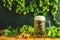 Beer and hop plant. Still life with beer and hop plant in retro style. Glass of cold foamy beer and hop on a dark background