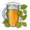 Beer and hops plant color sketch engraving vector