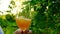 Beer pours into a glass in the sun. Beer in beer glass on green hops background