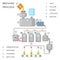 Beer process. Brewing infographic or brewery vector illustration