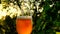 Beer slowly pours into a glass in the sun. Hop cones and beer in a glass. Green raw material for the production of beer