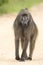 Beerbaviaan, Chacma Baboon, Papio ursinus