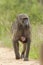 Beerbaviaan, Chacma Baboon, Papio ursinus