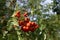 Beeren in Wese am Otternhagener Moor.