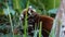 BEERWAH, QLD, AUSTRALIA- APR, 22, 2013: red panda feeding