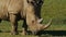 BEERWAH, QLD, AUSTRALIA- APR, 22, 2013: rhino close up