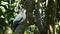 BEERWAH, QLD, AUSTRALIA- APR, 22, 2013: torresian imperial pigeon